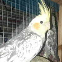 عروس هلندی|پرنده|اصفهان, احمدآباد|دیوار