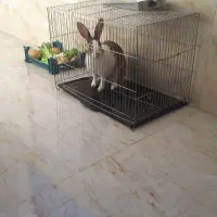 واگذاری خرگوش|موش و خرگوش|بیرجند, |دیوار