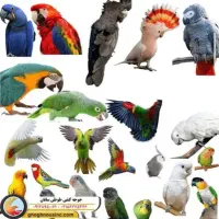 طوطی سان پیدا شده