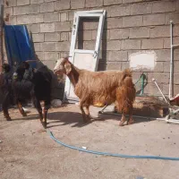 بز آبستن|حیوانات مزرعه|خورموج, |دیوار