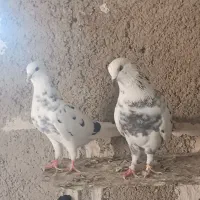 کفتر پرشی|پرنده|قرچک, محمد آباد|دیوار