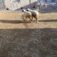 دورس قوچ سنجابی اصیل|حیوانات مزرعه|بروجرد, |دیوار