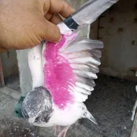 کبوتر|پرنده|برازجان, |دیوار