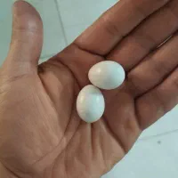 یک جفت عروس هلندی مولد