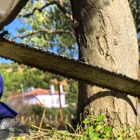 خرید چوب و برش حرفه‌ای درختان