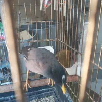 جوجه مینا سخنگو|پرنده|بومهن, |دیوار