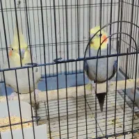 یک جفت عروس هلندی مولد زیر قیمت