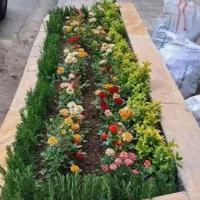 خدمات باغبانی سعیدی