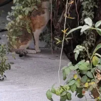 گربه خانگی پیدا شده|گربه|کرمانشاه, |دیوار