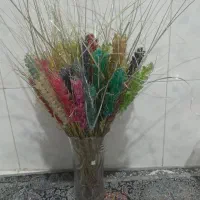 گل گندم