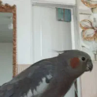 عروس هلندی ماده|موش و خرگوش|سیلوانه, |دیوار