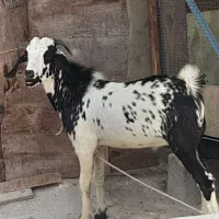 کهره نری سومال وشهری
