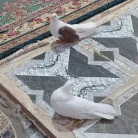 دوجفت پشدار زات دار|پرنده|جیرفت, |دیوار