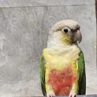 گرینچیک ماده درشت وخوشرنگ