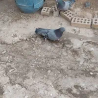 کبوتر اصفهانی|پرنده|برخوار, |دیوار