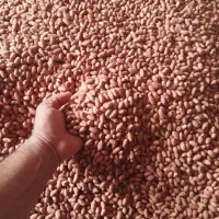 بادام زمینی بذری گلی