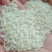 برنج چمپا درجه یک