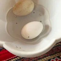 تخم بط نطفه دار