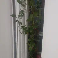 فروش بوفه