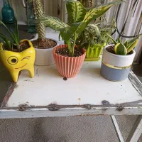 گل های اپارتمانی|گل و گیاه طبیعی|کرمانشاه, |دیوار