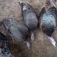 بوقلمون|حیوانات مزرعه|مینودشت, |دیوار