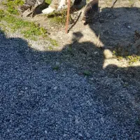 بوقلمون|حیوانات مزرعه|مشگین شهر, |دیوار