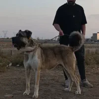 سگ سراب|سگ|نظرآباد, نظرآباد|دیوار