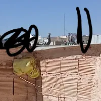 گمشده کبوتر سار سیاه|پرنده|سبزوار, قائم|دیوار