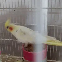 یک جفت عروس هلندی لوتینو وخاکستری به شرط تخم