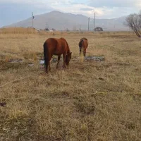 اسب نرو ماده