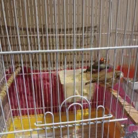 فنج نر وماده