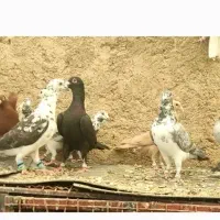 دسته گلی بزک|پرنده|شیراز, کوشک بیدک|دیوار