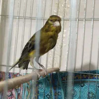 قناری نر مست تن نخورده