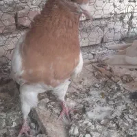 کبوتریاکفتر|پرنده|آباده, |دیوار