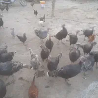 ۱۸عددبوقلمو۴عدداوردک ۴عددمرغ محلی  جمعا۲۶تا