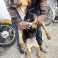 سگ دوبرمن پینچر|سگ|مشهد, فاطمیه|دیوار