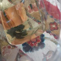 فروش زالو طبی عمده و خرده|آرایشی، بهداشتی، درمانی|اندیشه, اندیشه فاز ۱|دیوار