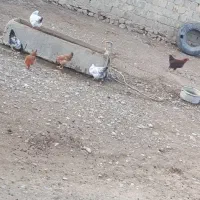 مرغ و خروس برای شب یلدا|حیوانات مزرعه|کشاورز, |دیوار