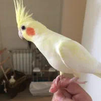 گمشده عروس هلندی