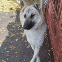 سگ سرابی اصل فروشی