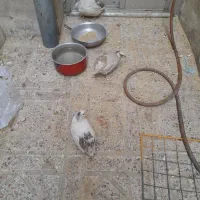 ۳عدد بلدرچین