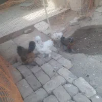 جوجه ابریشمی|حیوانات مزرعه|گرمسار, |دیوار