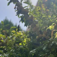 زمین ملکی ۵۸۵متر آب برق گاز با نگهبانی سه شیف|فروش زمین و ملک کلنگی|مشهد, فردوسی|دیوار
