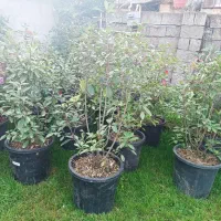 تعدادی‌فوتونیا‌کورپه‌رونده‌اکوبا‌ومیخک‌‌