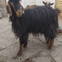 بز و بزغاله