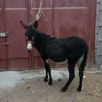 فروش الاغ ماده