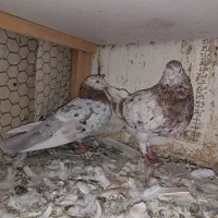 شازده .سرور|پرنده|رباطکریم, نصیرشهر|دیوار