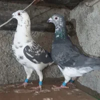 بزک