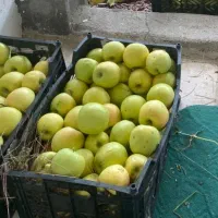 خانه باغ در جاده ترک صومعه کبودین|فروش زمین و ملک کلنگی|کندوان, |دیوار