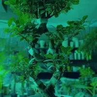 بنسای جنسینگ در مدل ها و سایز های متفاوت درگلوریا|گل و گیاه طبیعی|قم, پردیسان|دیوار